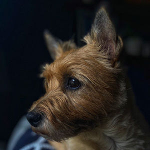 Meet your Posher, Maddox